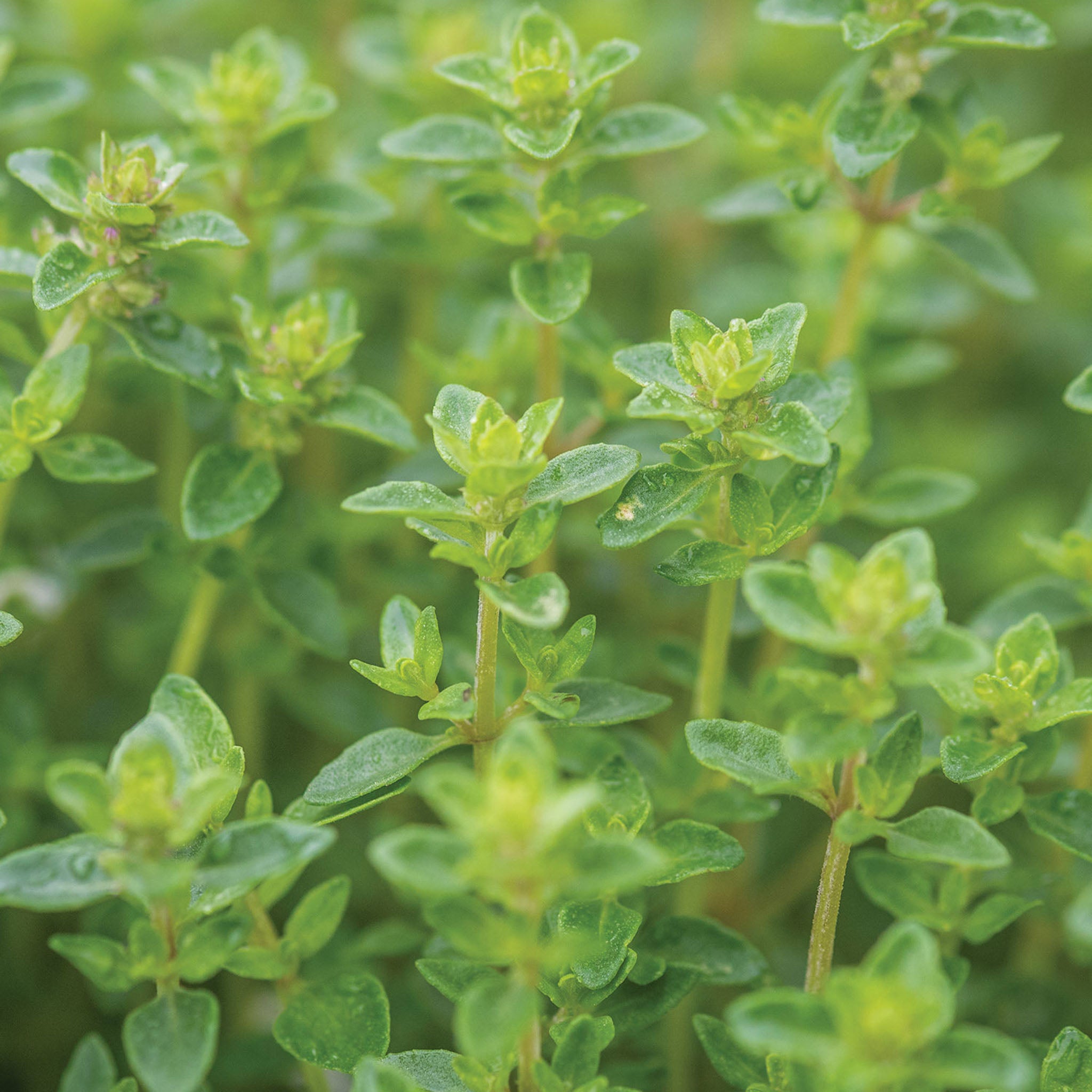 Common Thyme