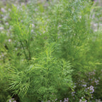 Hera Organic Dill