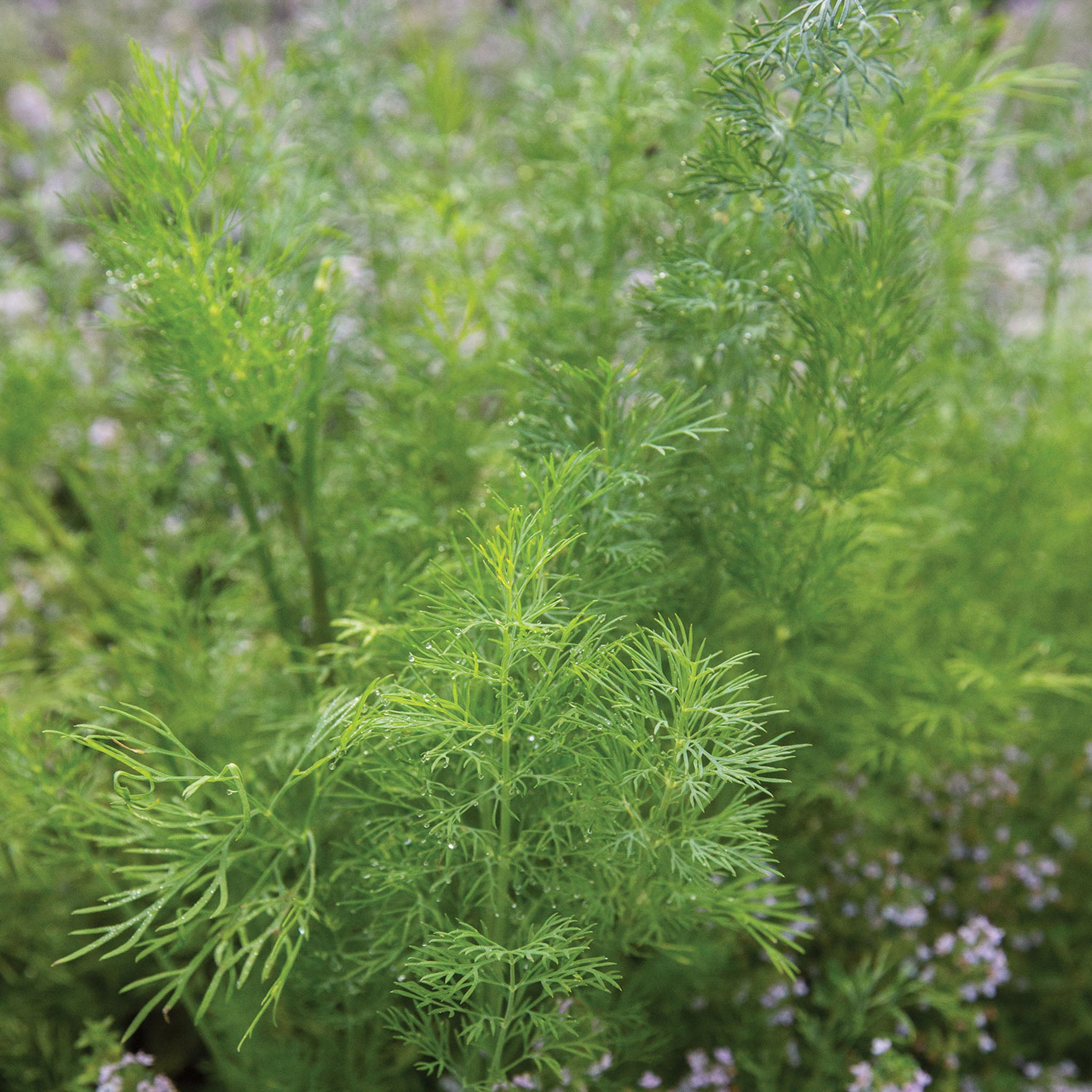 Hera Organic Dill