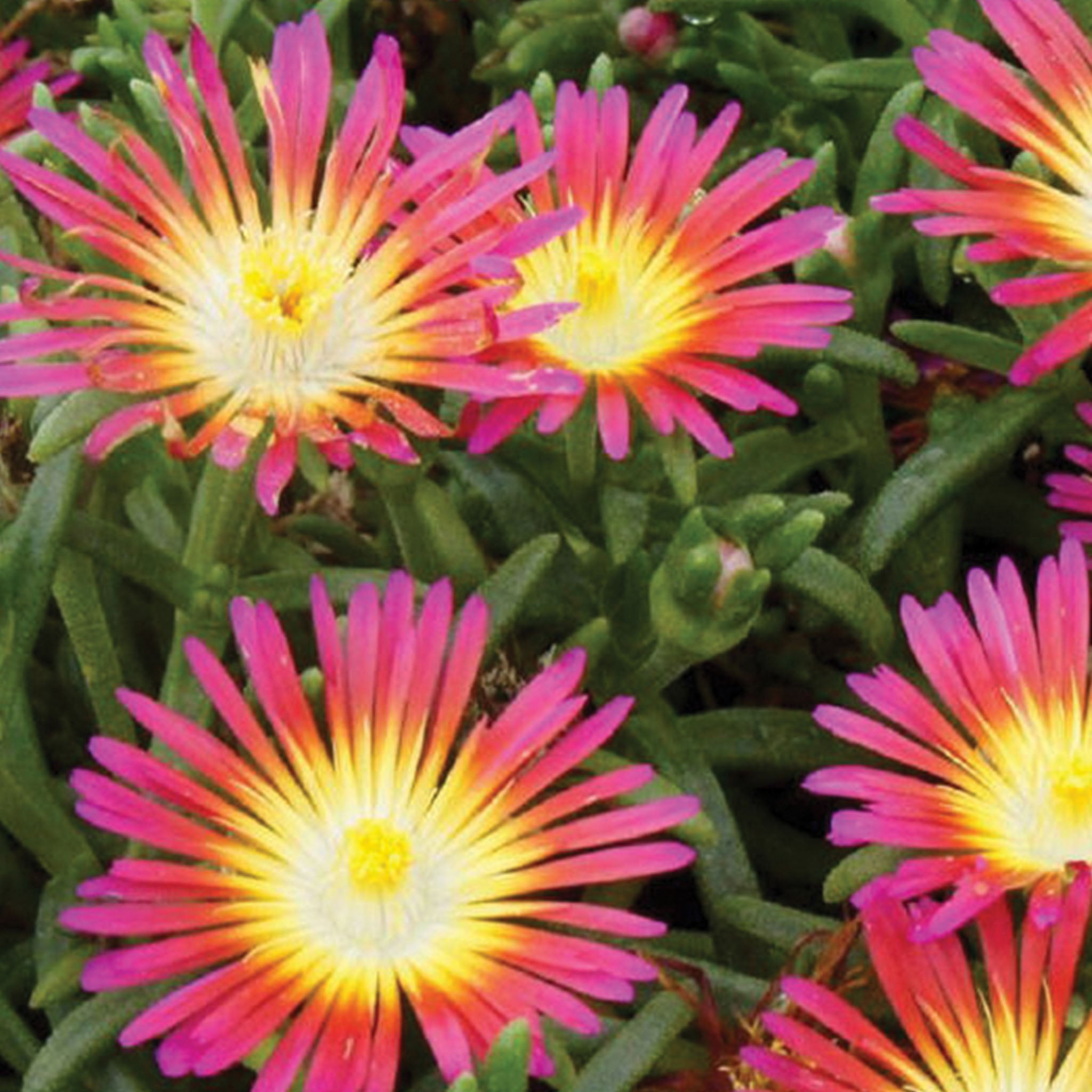 Hot Pink Wonder Delosperma