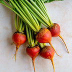 Burpee's Golden Beet