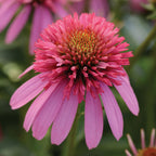 Double Scoop Bubble Gum Echinacea