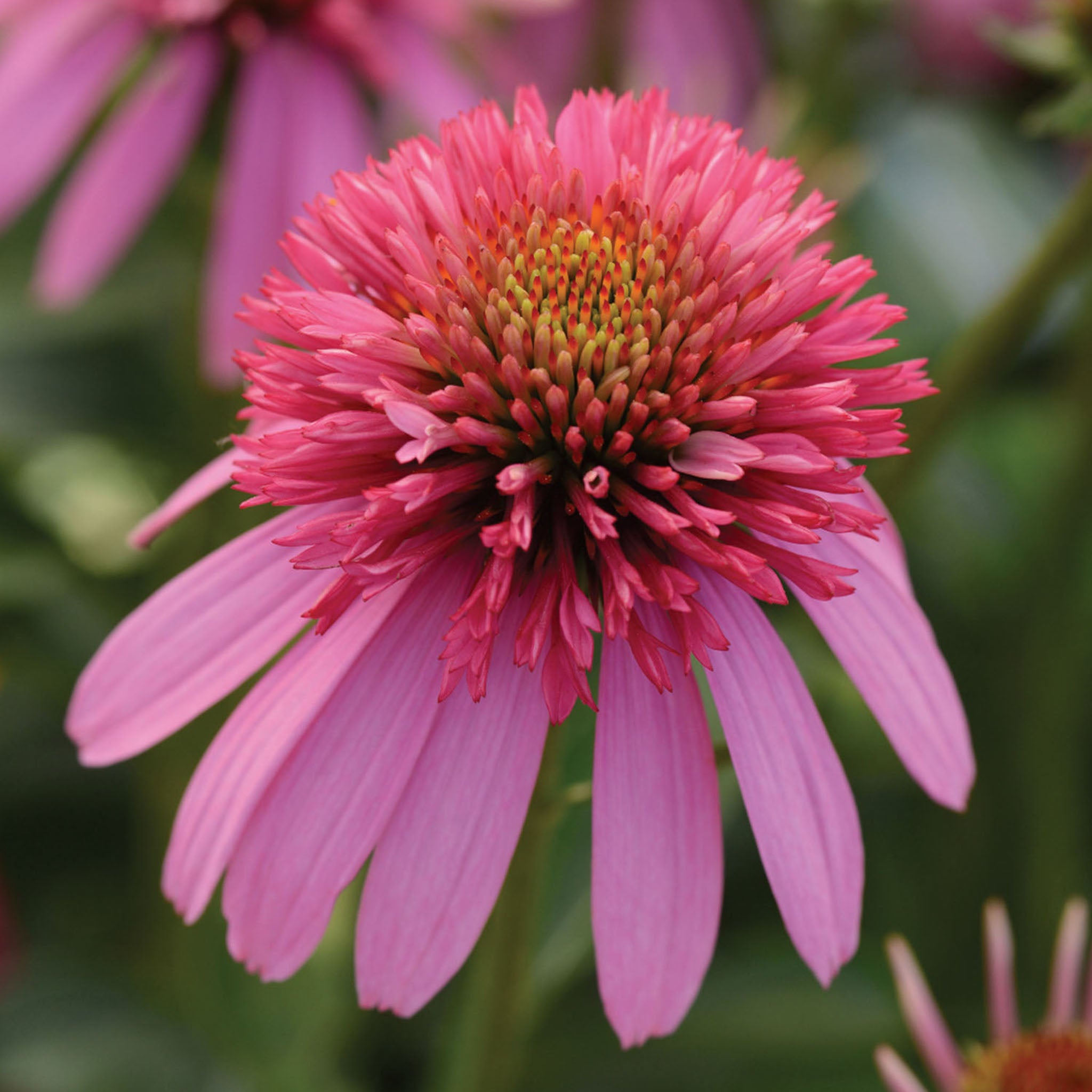 Double Scoop Bubble Gum Echinacea