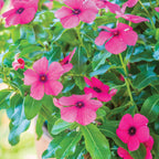 Tattoo Raspberry Vinca