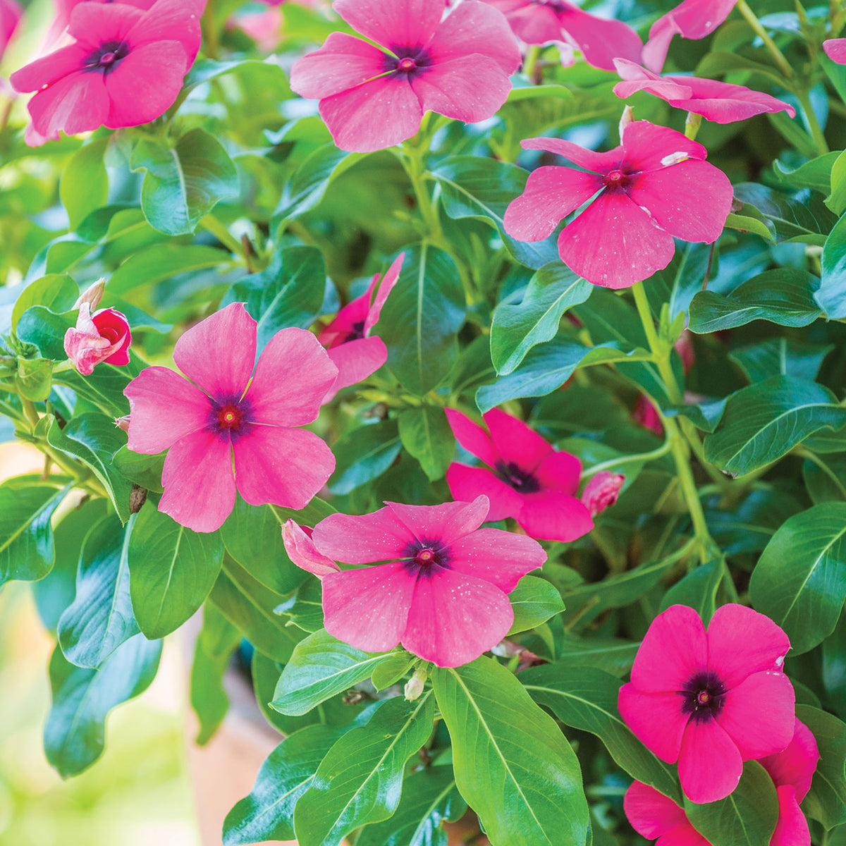 Tattoo Raspberry Vinca