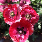 Pandora Papaver Rhoeas