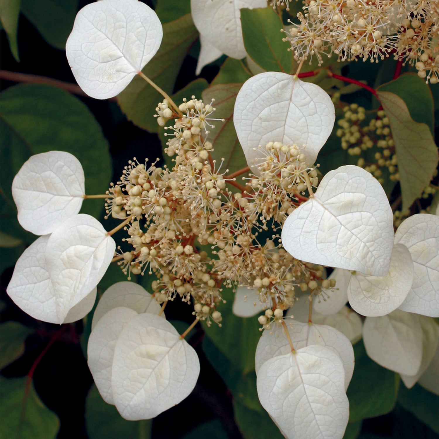 Moonlight Schizophragma