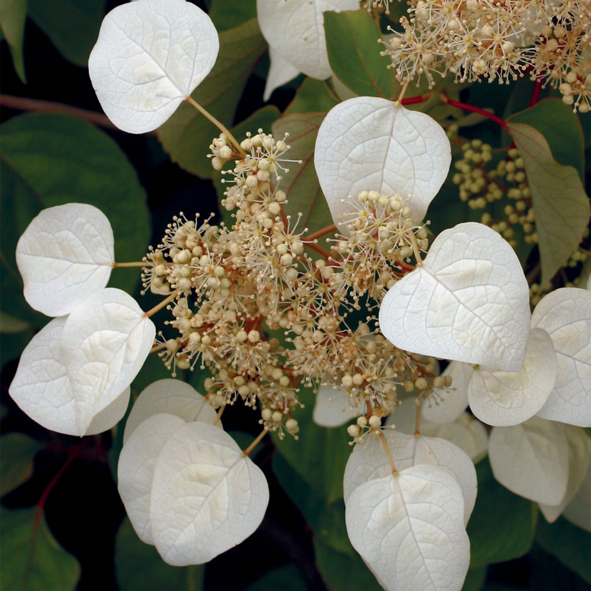 Moonlight Schizophragma