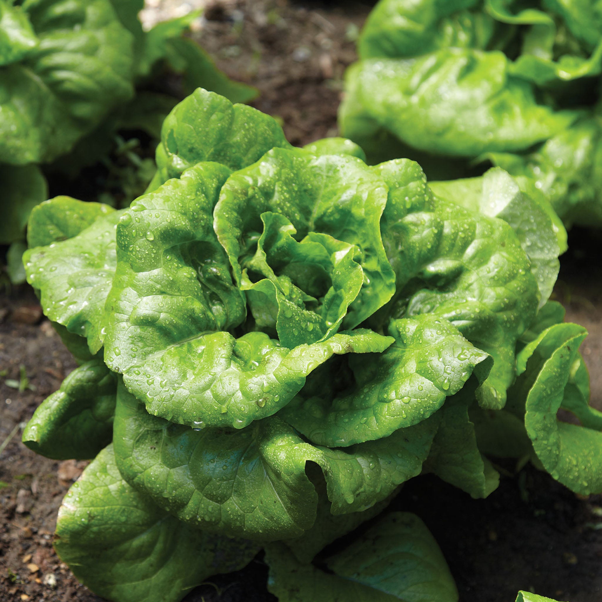 Buttercrunch Lettuce