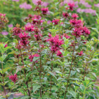 Bees Knees Monarda
