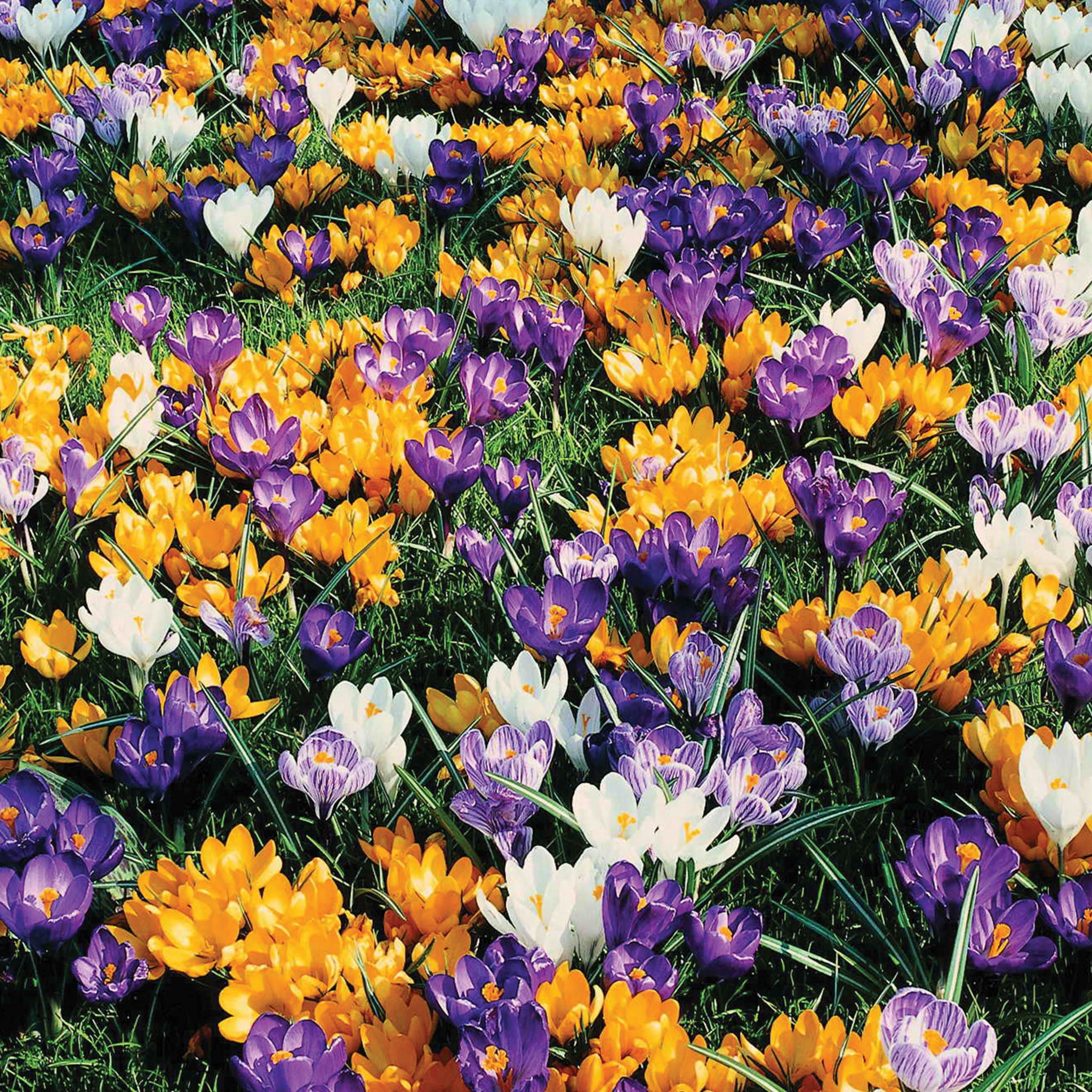Giant Mix Crocus Bulbs