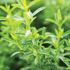 Winter Savory