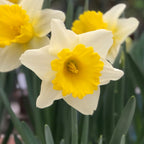 Las Vegas Daffodil Bulbs