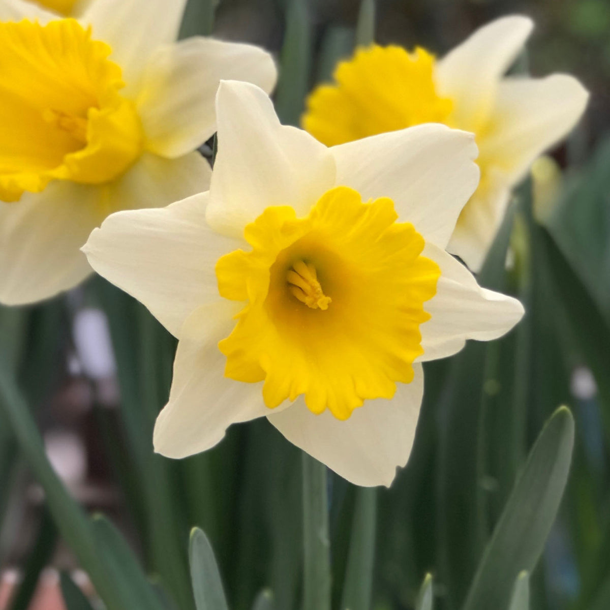 Las Vegas Daffodil Bulbs