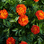 Queen Sophia® Marigold