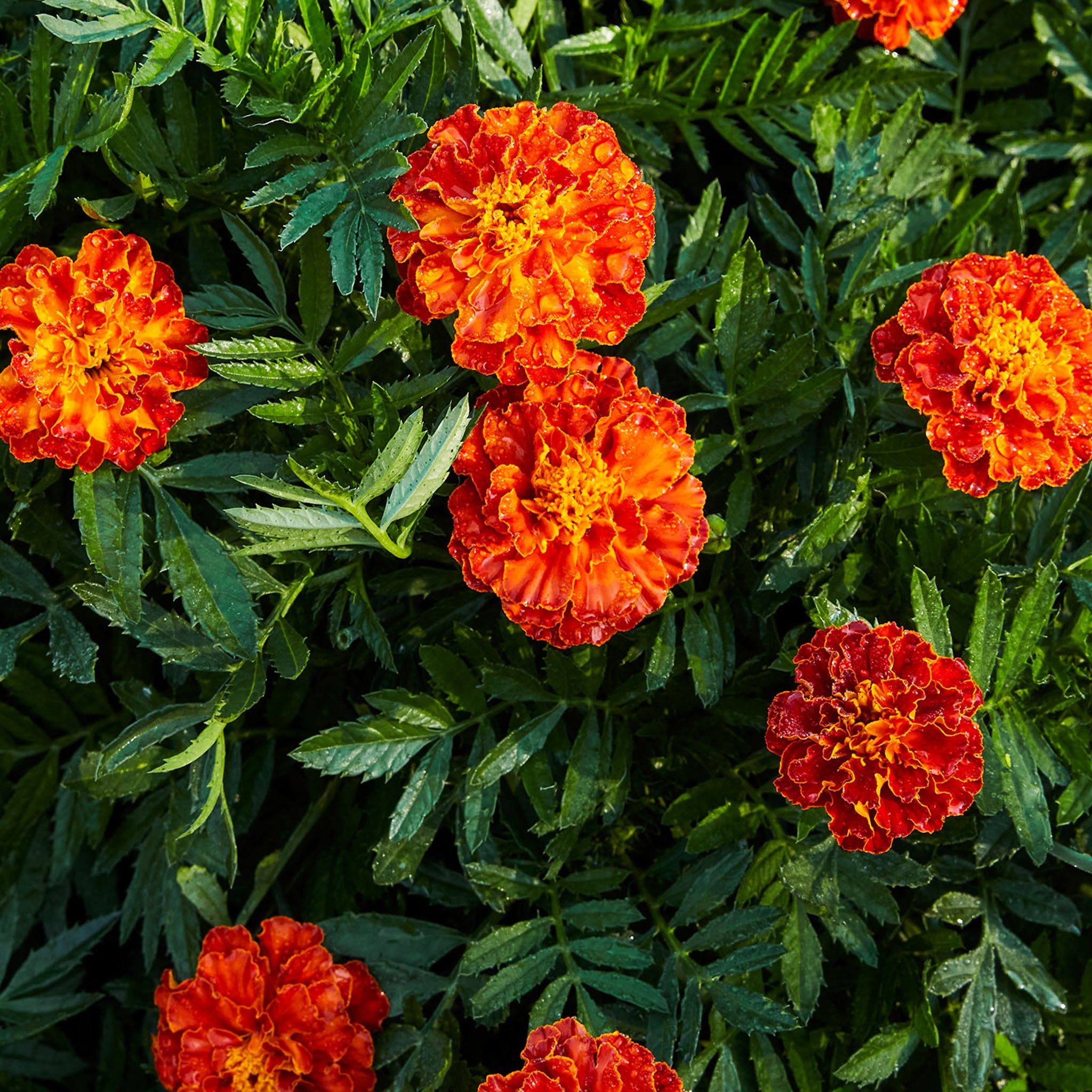 Queen Sophia® Marigold