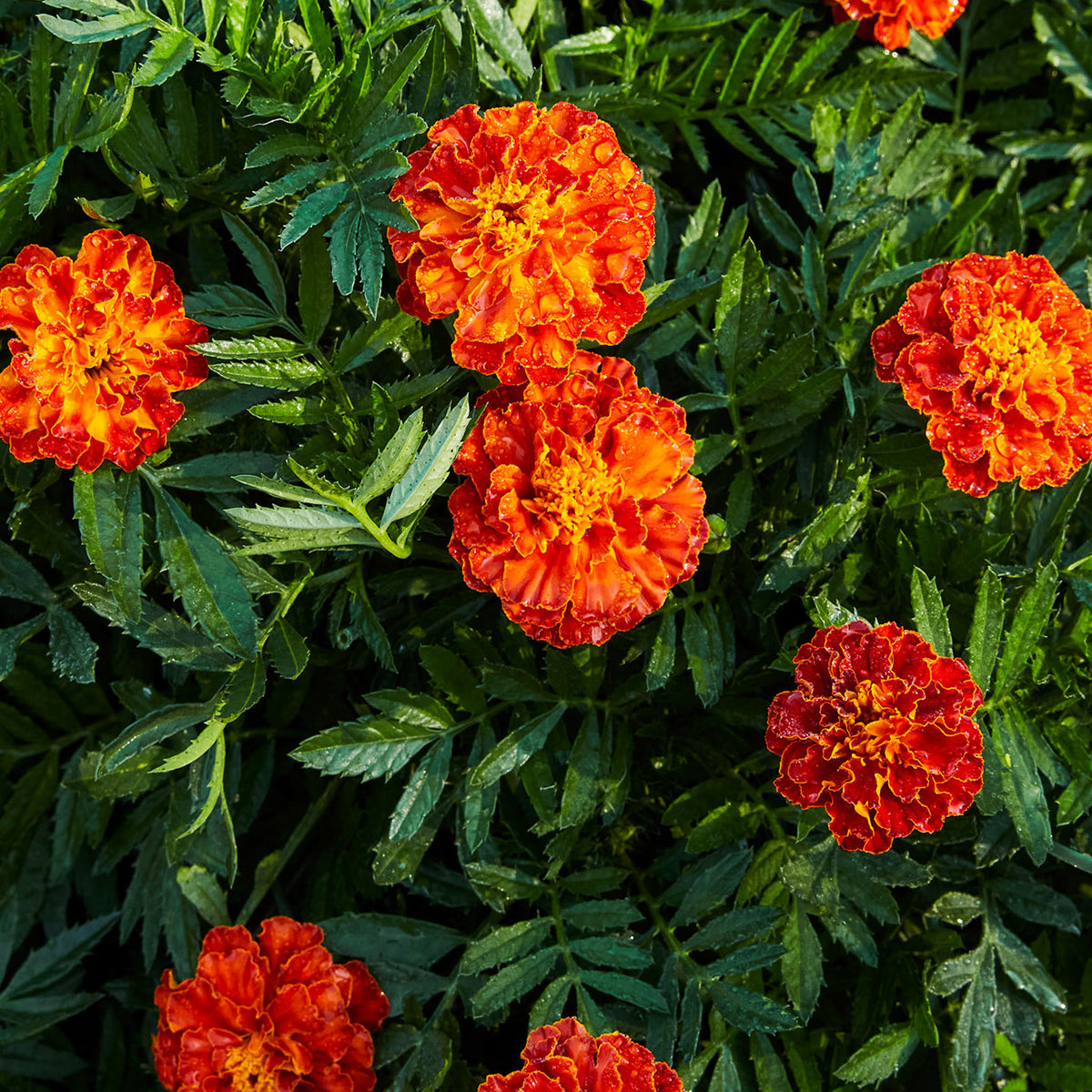 Queen Sophia® Marigold