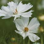 Psyche White Cosmos