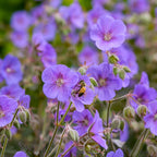 Boom Chocolatta Geranium