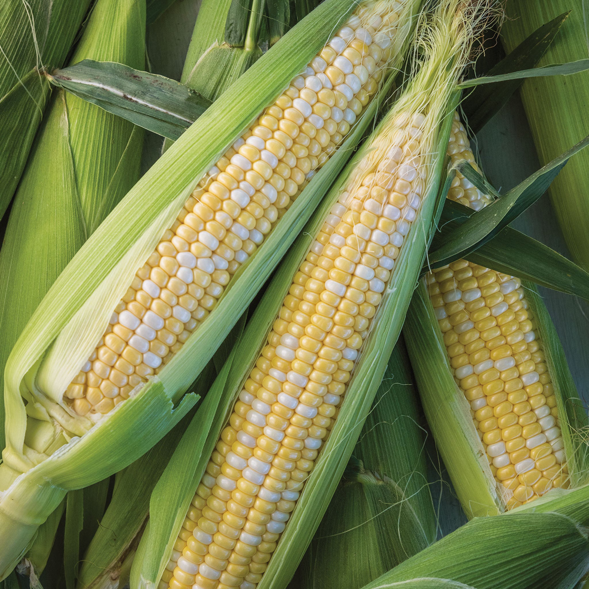 Nirvana Corn