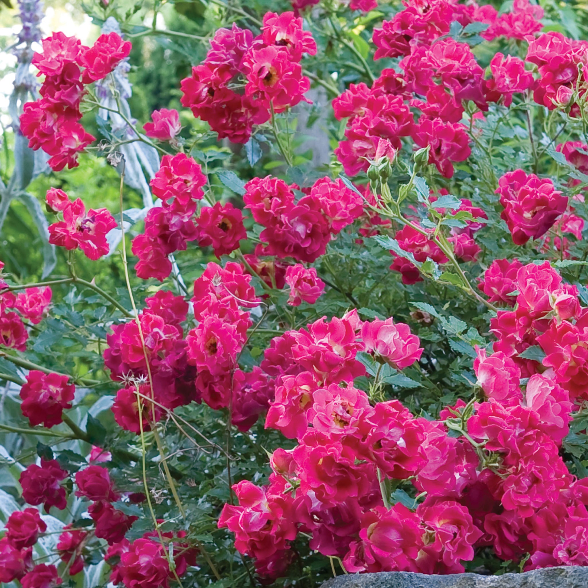 Red Drift Rose Bare Root
