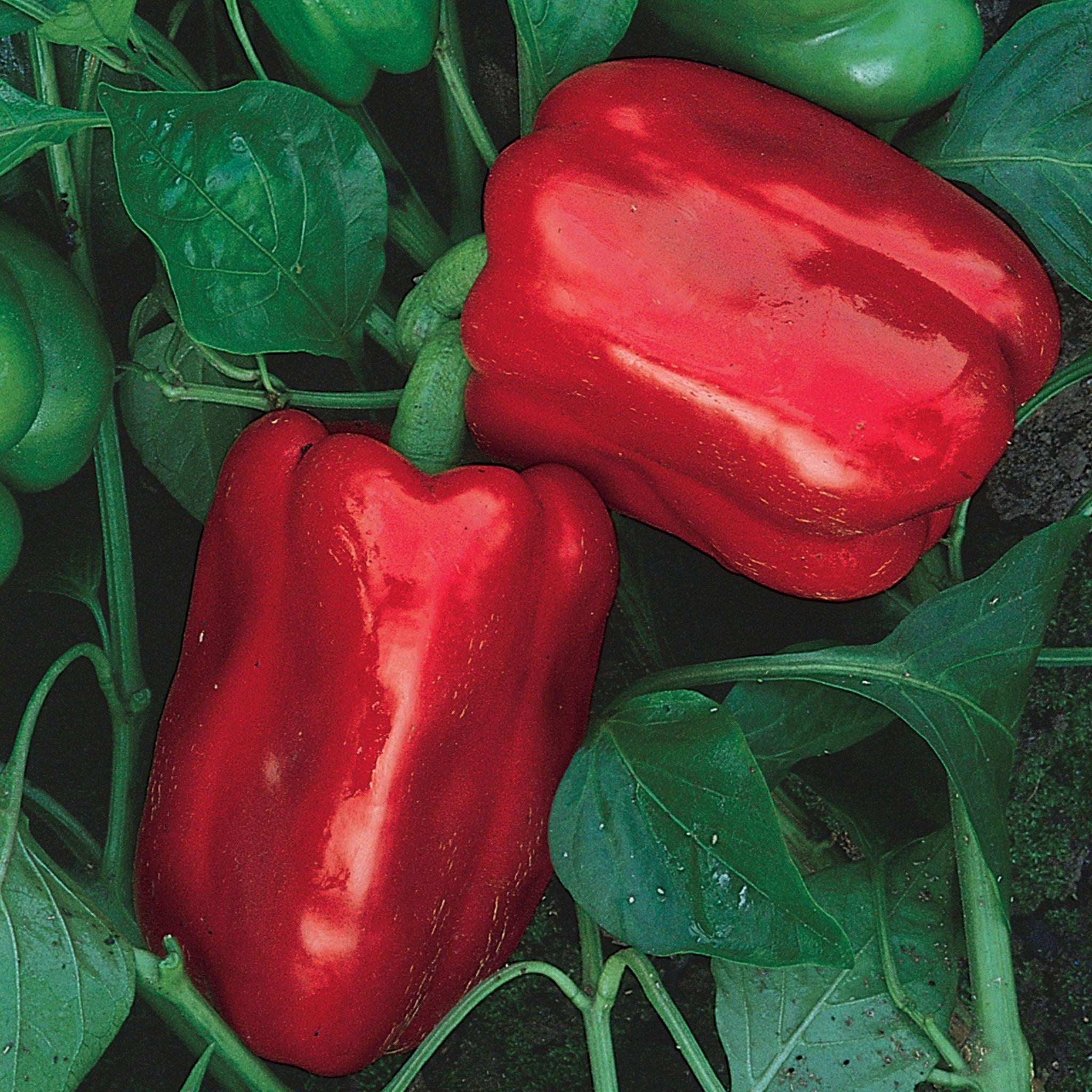 Chinese Giant Sweet Pepper