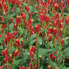 Little Redhead (Spigelia) Indian Pink