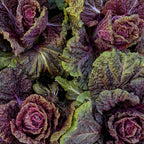 Wine Leaf Napa Cabbage