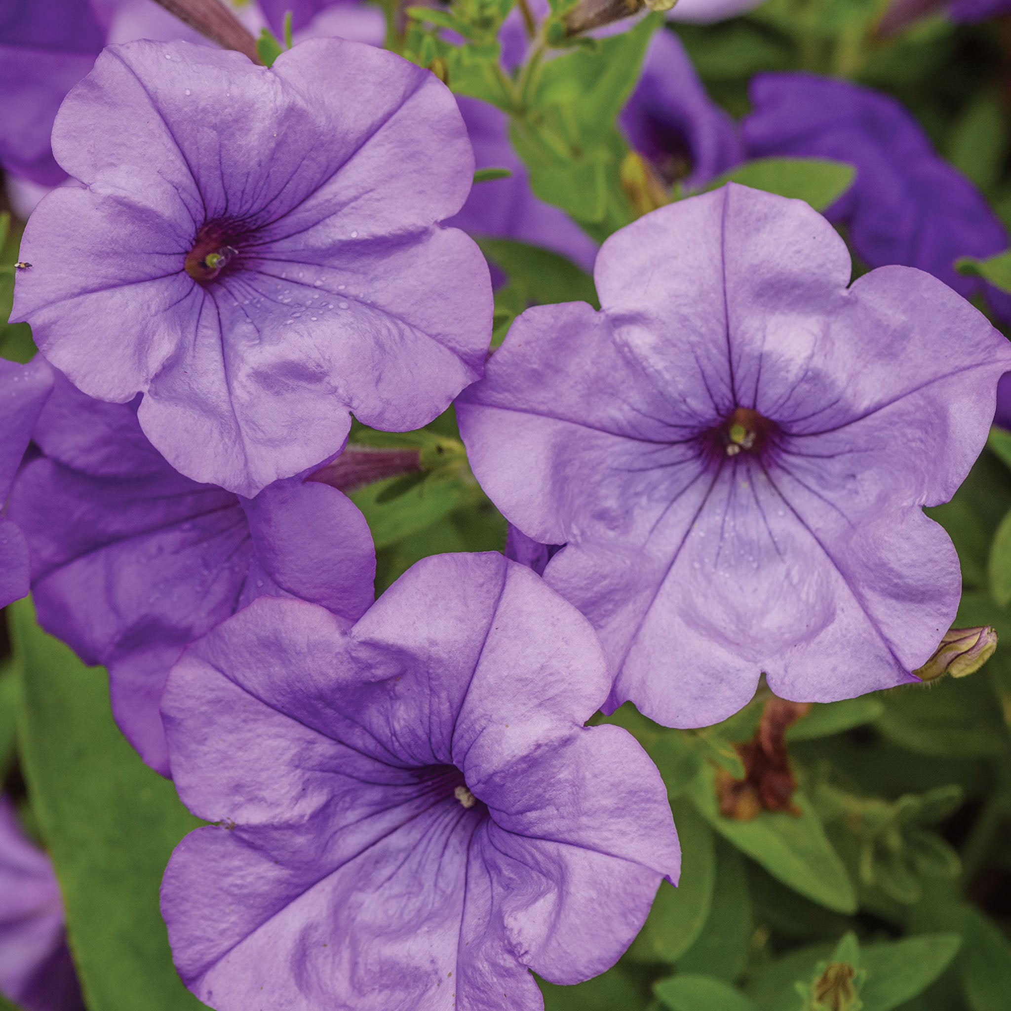 Evening Scentsation Petunia