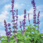 Big Blue Salvia