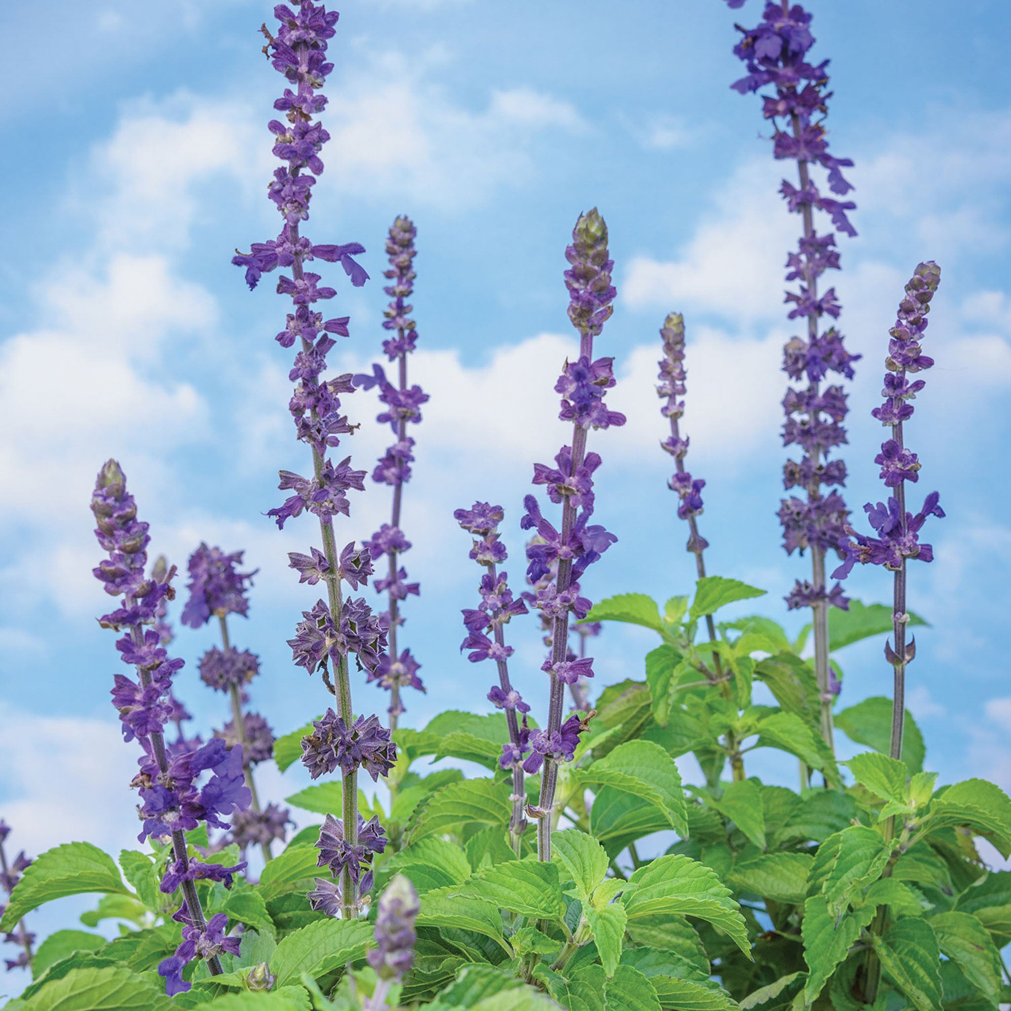 Big Blue Salvia
