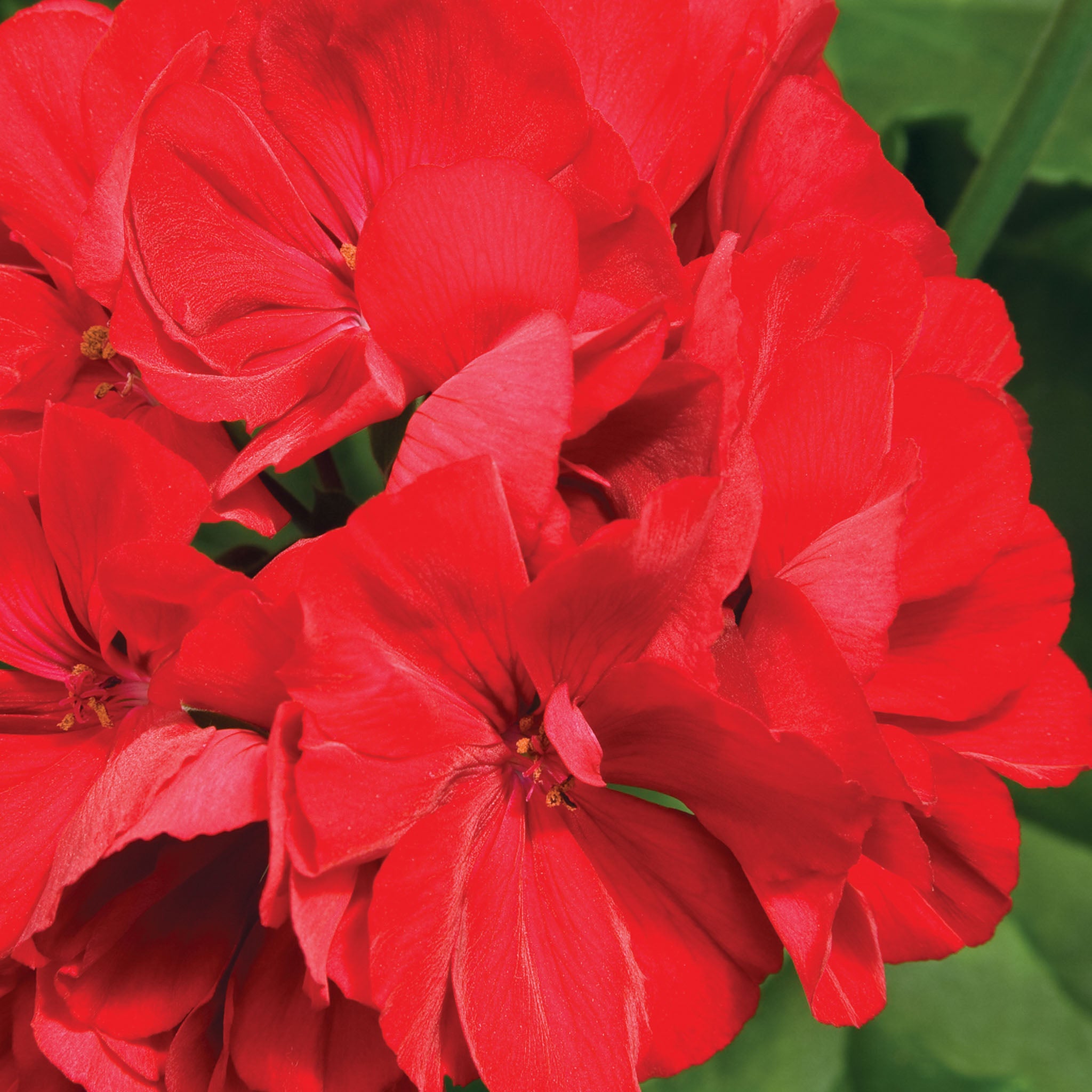 Calliope Dark Red Geranium