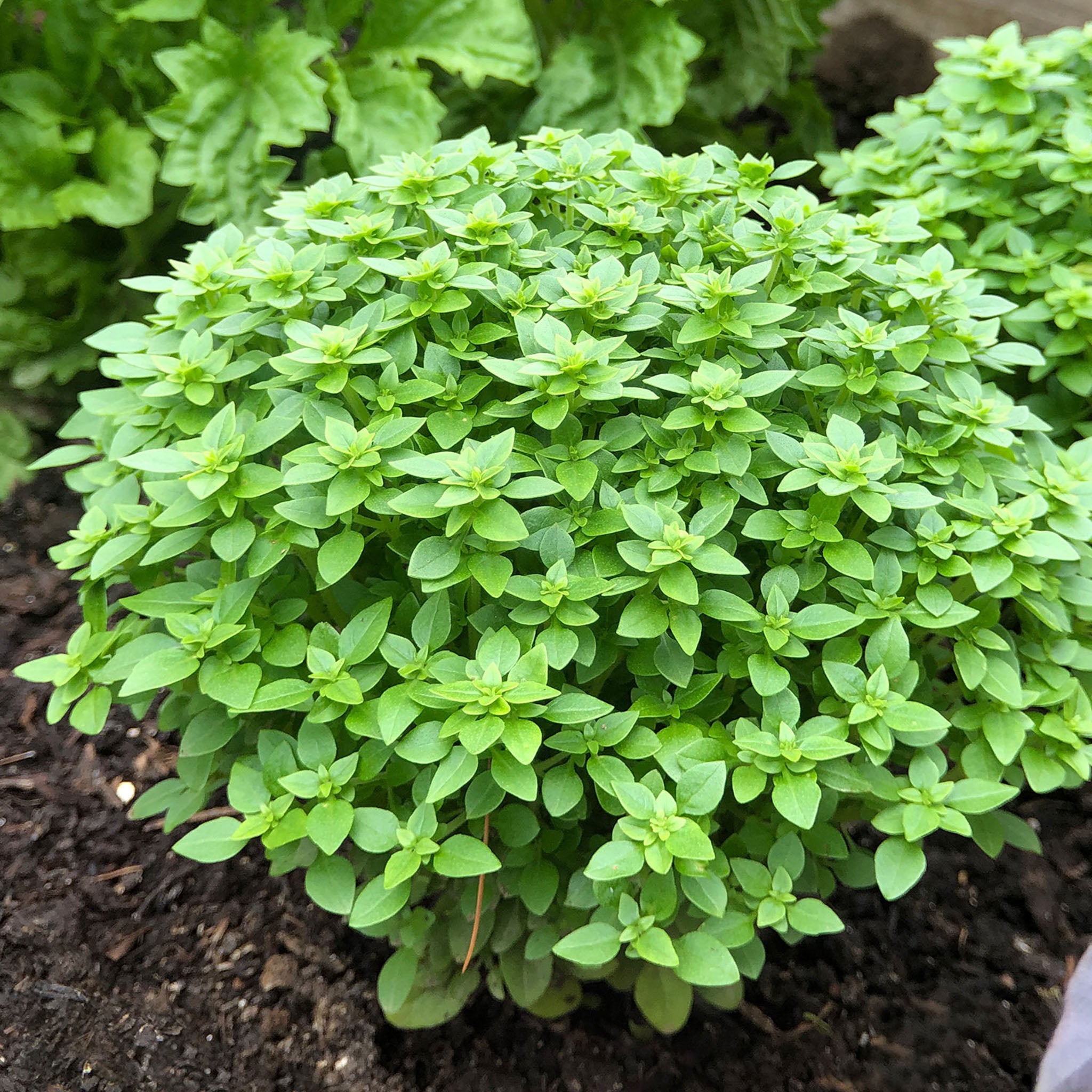 Boxwood Basil