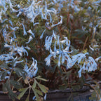 Hillier Porcelain Blue Corydalis