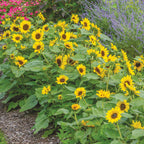 Sunray Yellow Sunflower