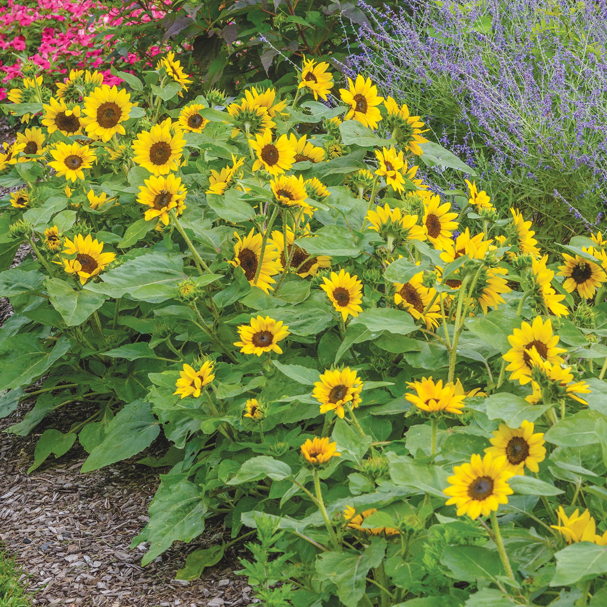 Sunray Yellow Sunflower