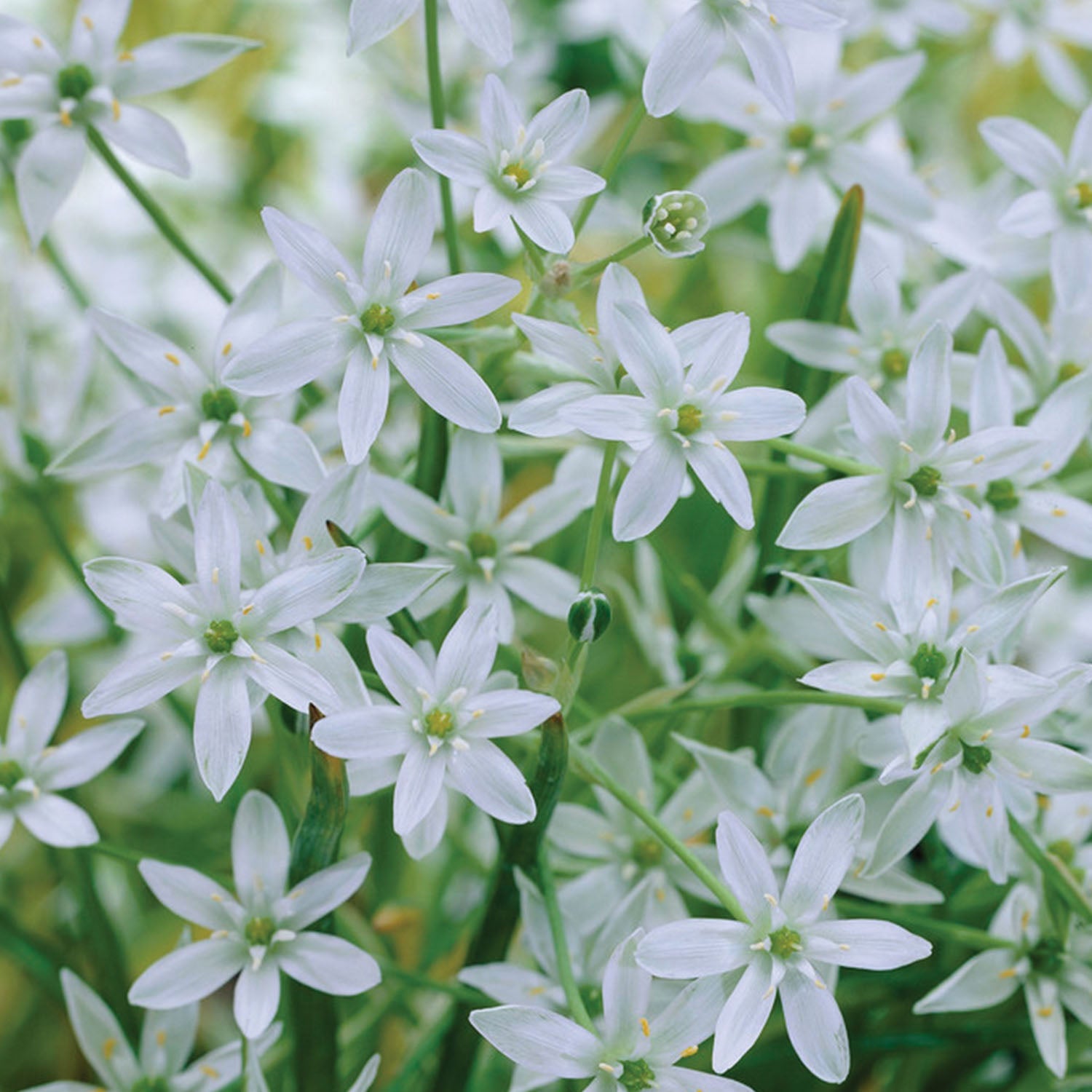 Ornithogalum umbellatum (Star of Bethlehem)