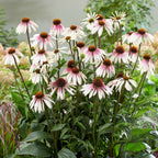 Pretty Parasols Echinacea