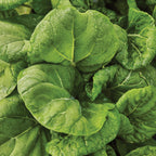 Toy Choi Pak Choi Chinese Cabbage