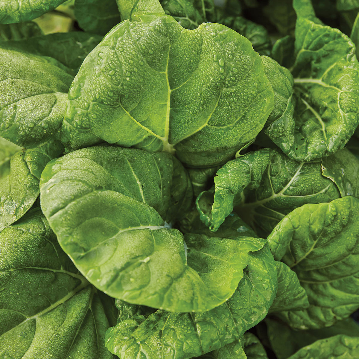 Toy Choi Pak Choi Chinese Cabbage