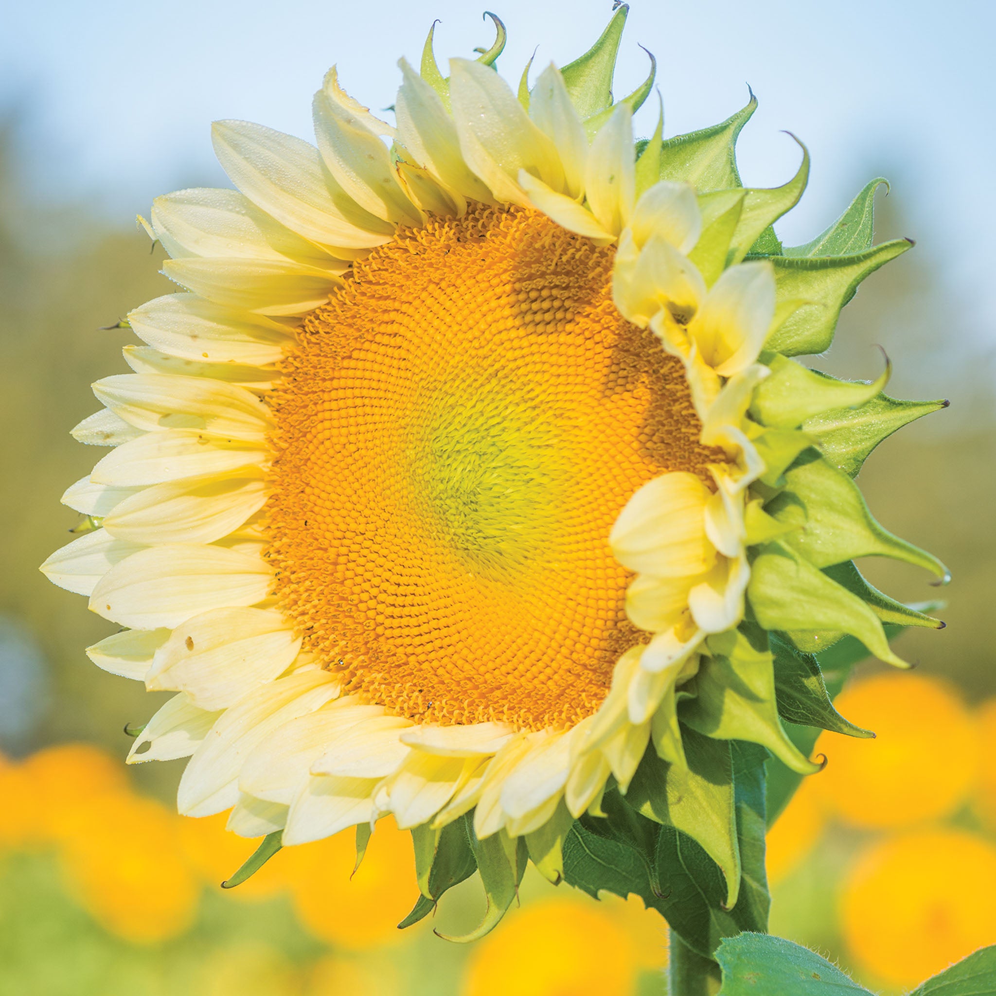 ProCut White Lite Sunflower