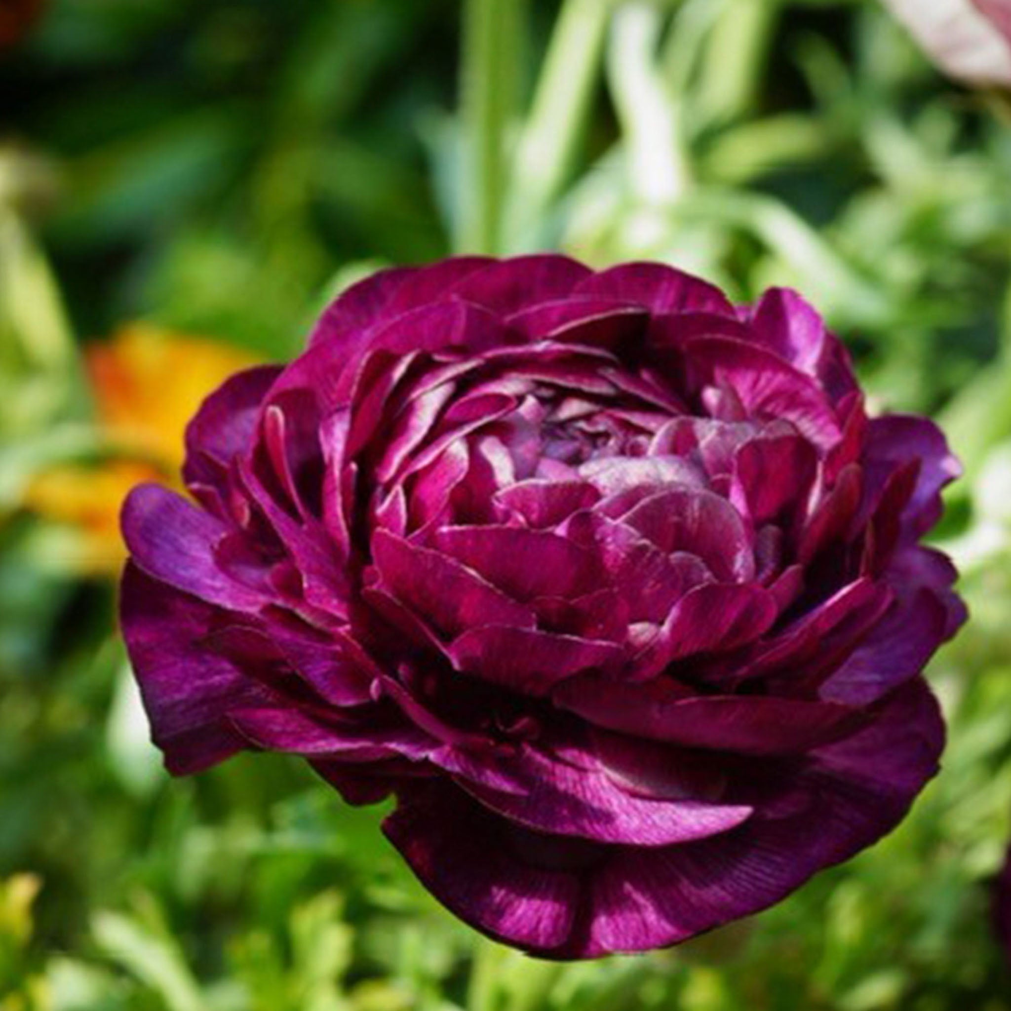 Purple Sensation Ranunculus Bulbs