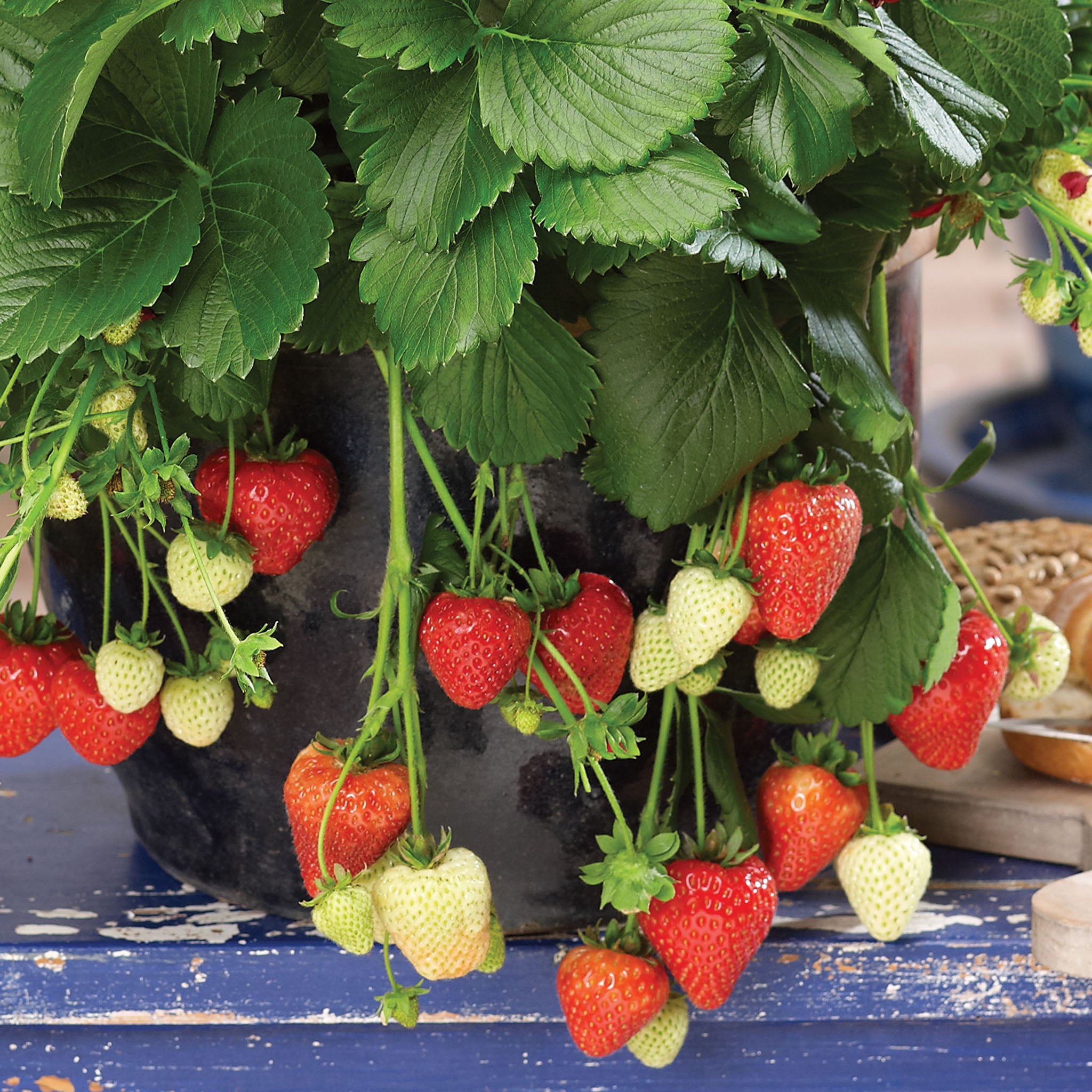 Ruby Ann Strawberry