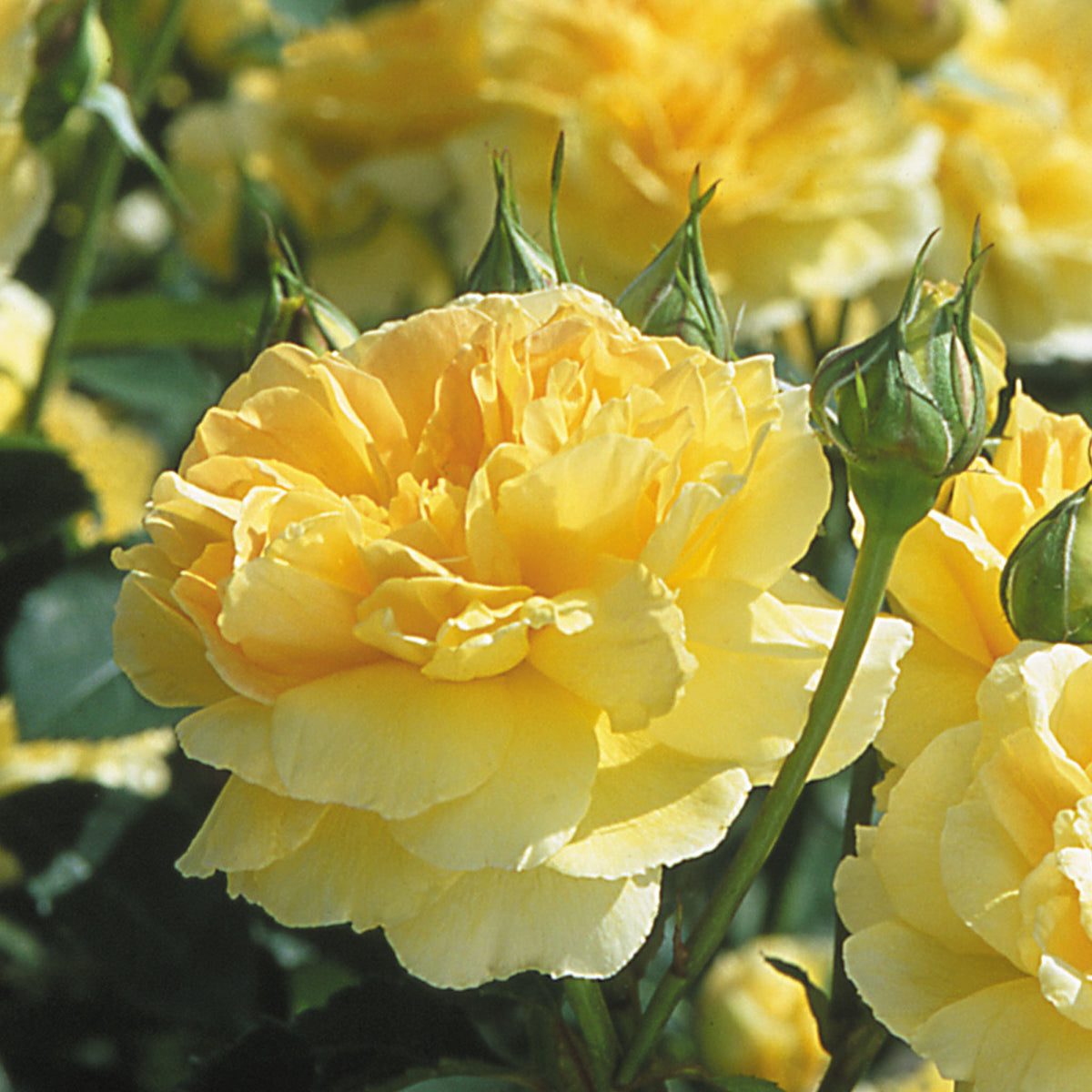 Molineux English Rose Bare Root