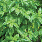 Genovese Basil