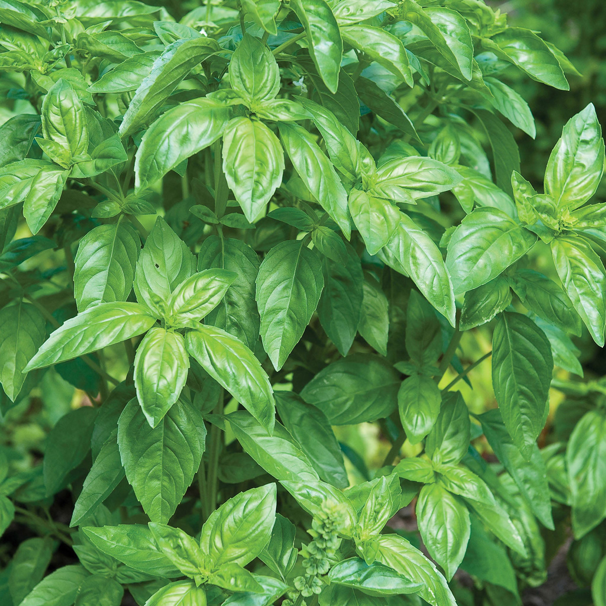 Genovese Basil