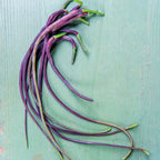 Dragons Tail Radish
