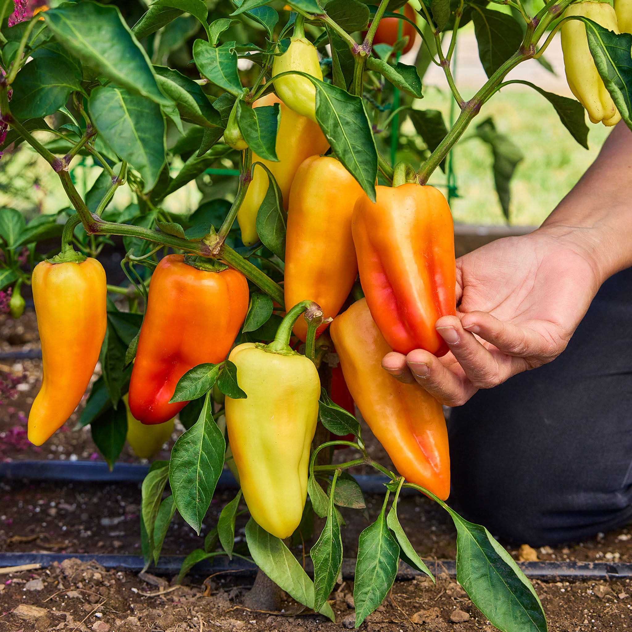 Hi-Ho Hot Pepper