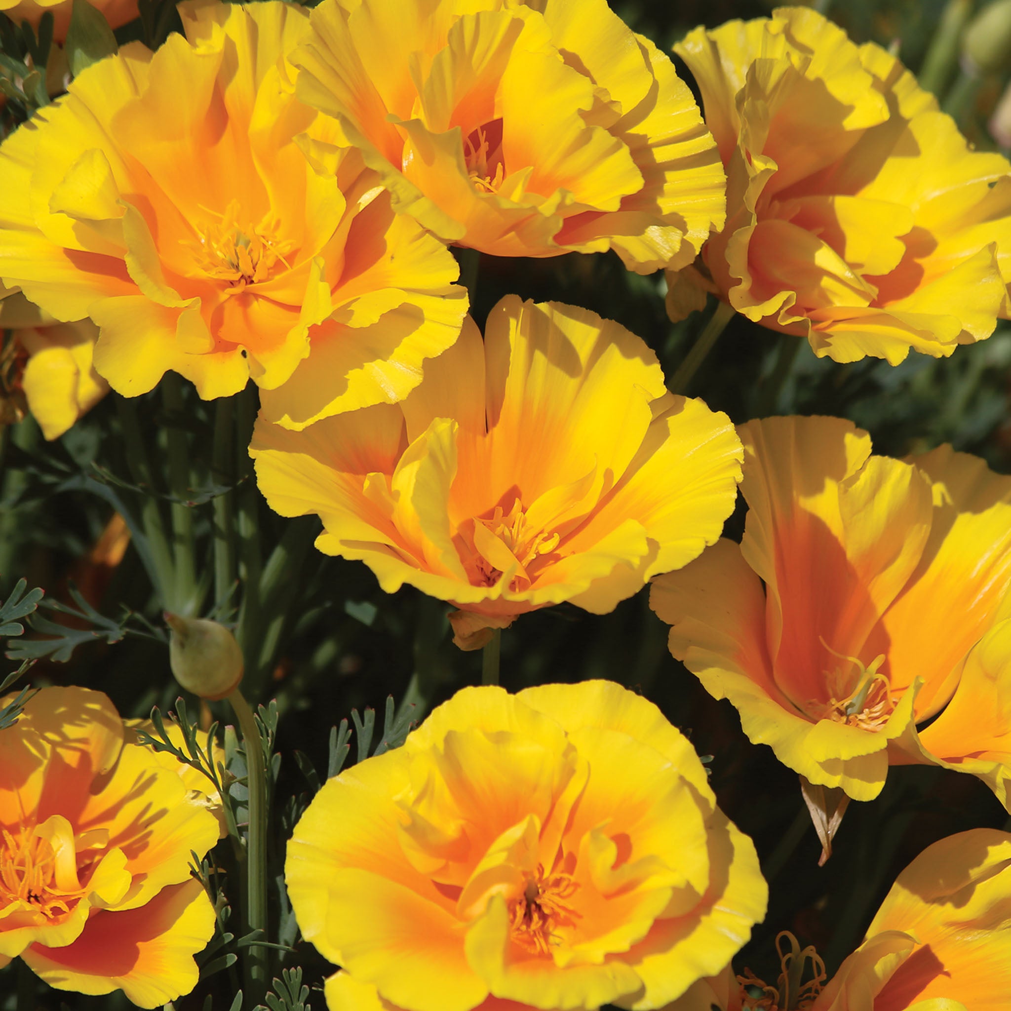 Yukon Gold California Poppy