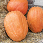First Prize Pumpkin